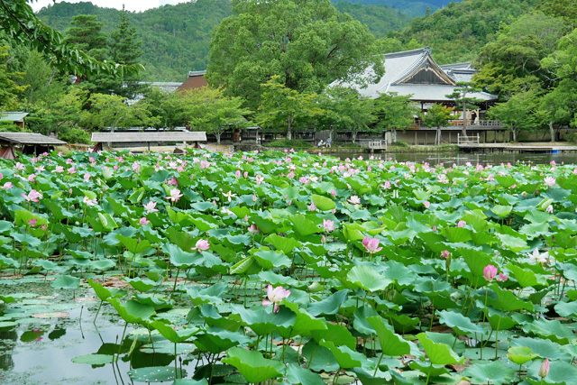 大覚寺大沢池の写真